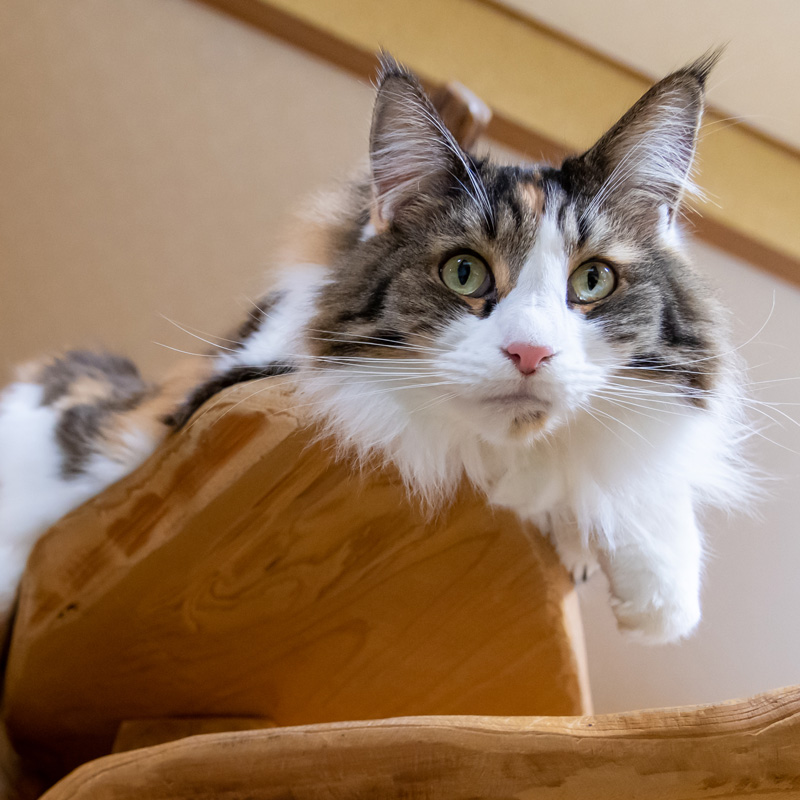 あたらしいどうぶつ